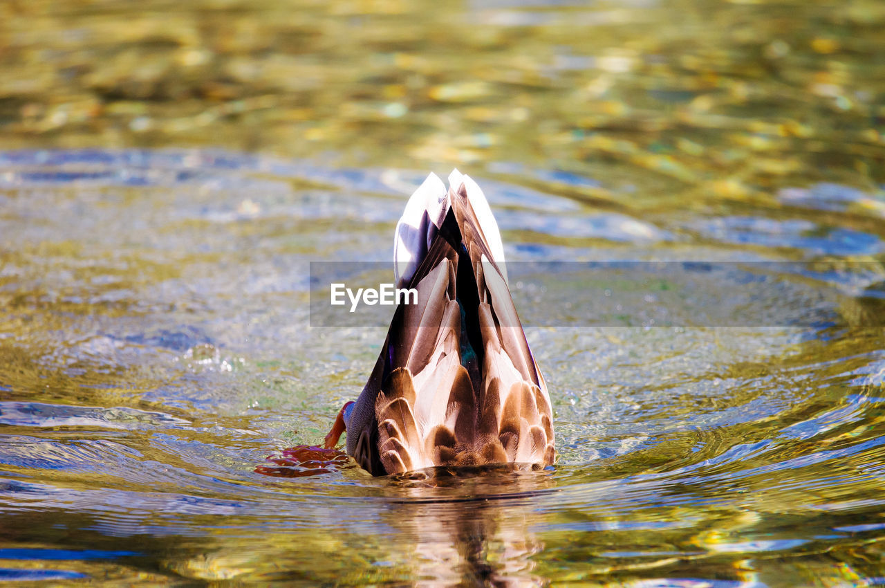 CLOSE-UP OF A DUCK SWIMMING IN LAKE