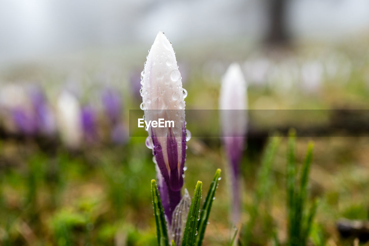 CLOSE-UP OF PURPLE CROCUS FLOWERS