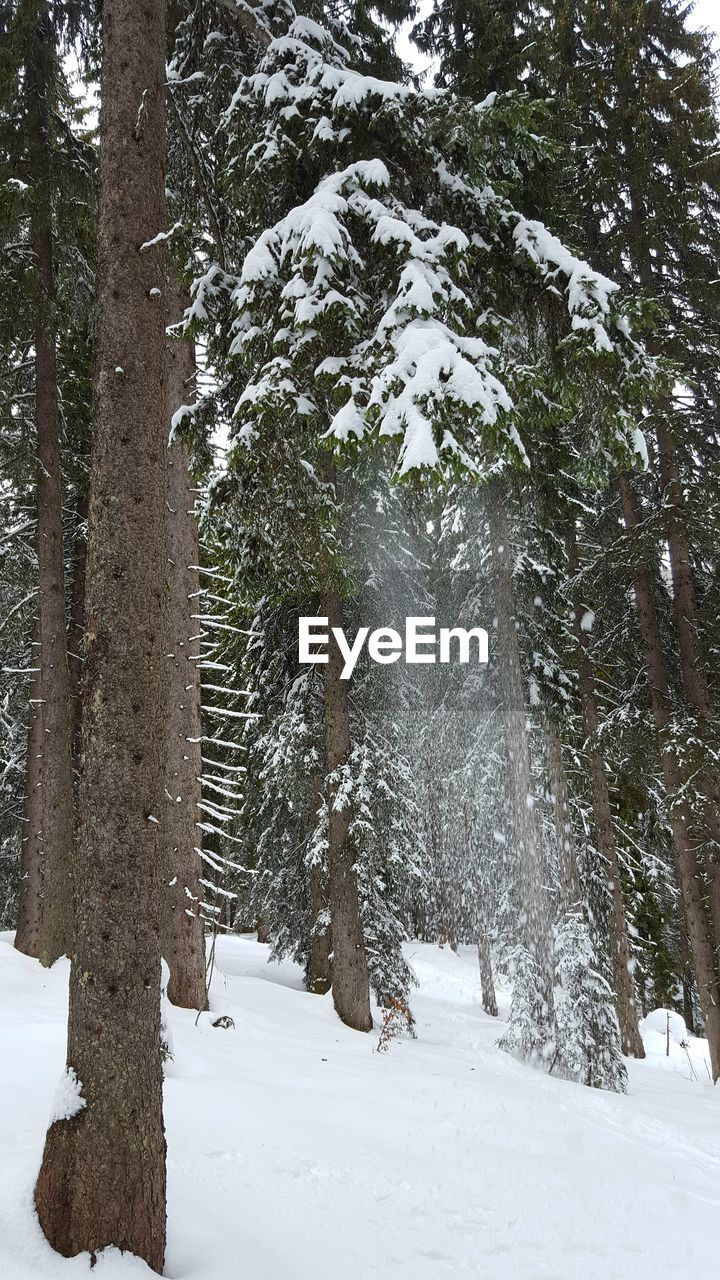 CLOSE-UP OF SNOW COVERED TREE