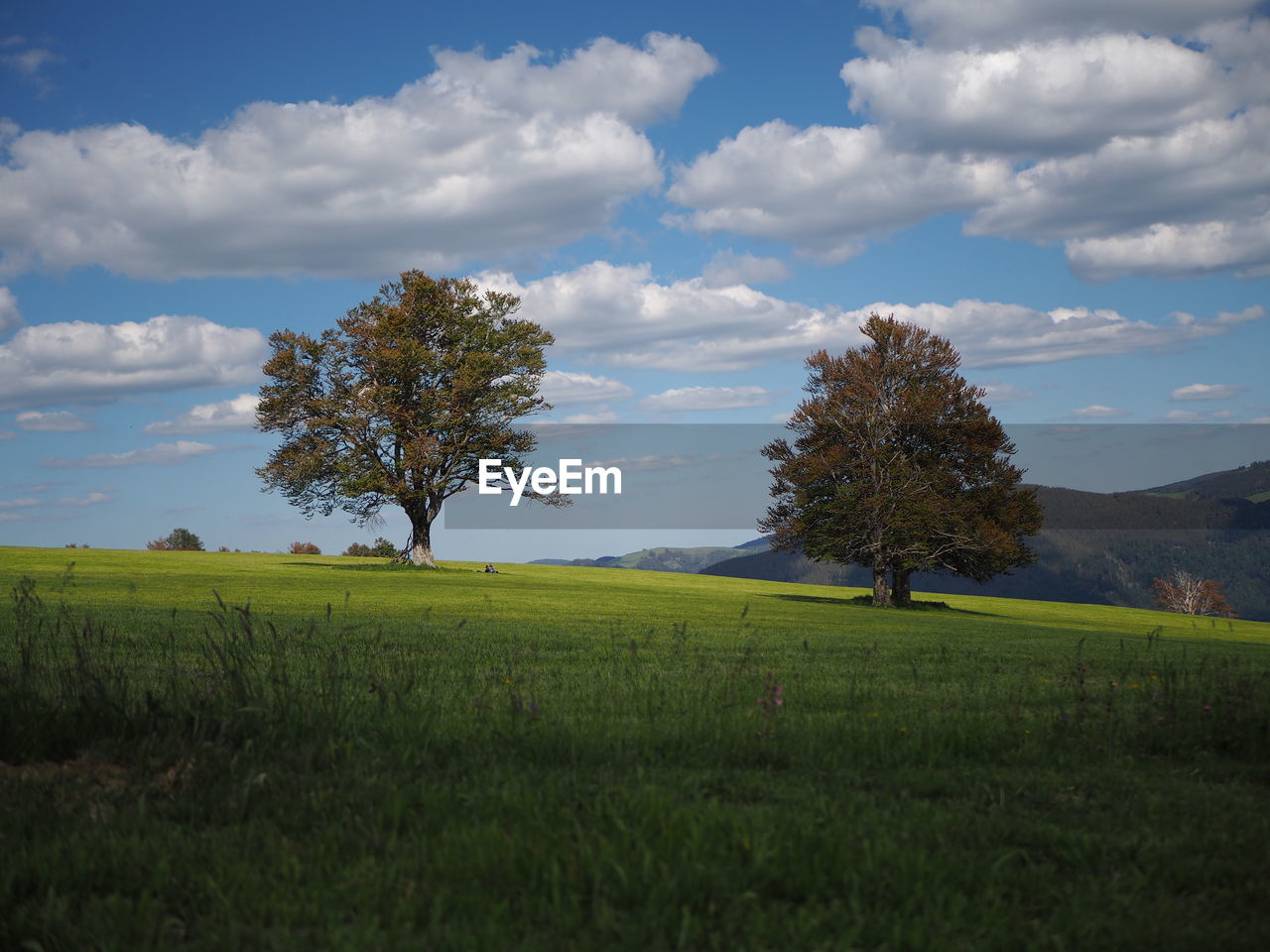 Trees on field against sky