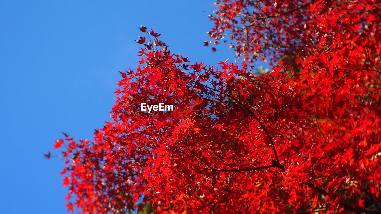 Low angle view of red tree against clear sky