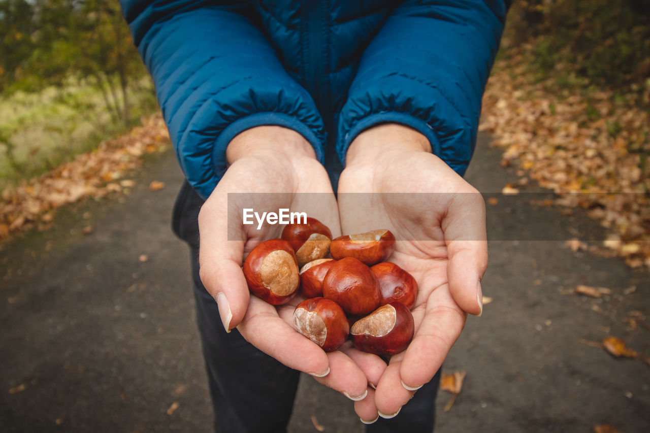 Men's hands full of chestnuts in autumn. delicacies of forest animals