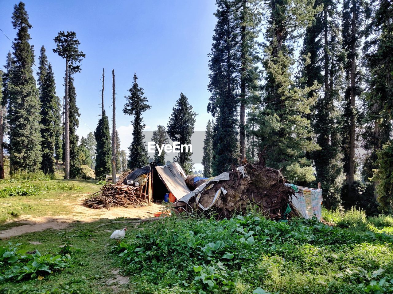 Tent house in the forest in himalayan mountains of kashmir