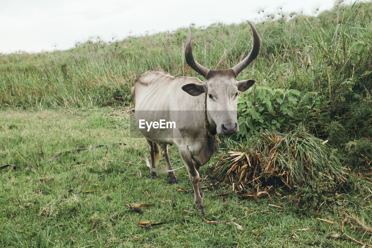 High angle view of cow