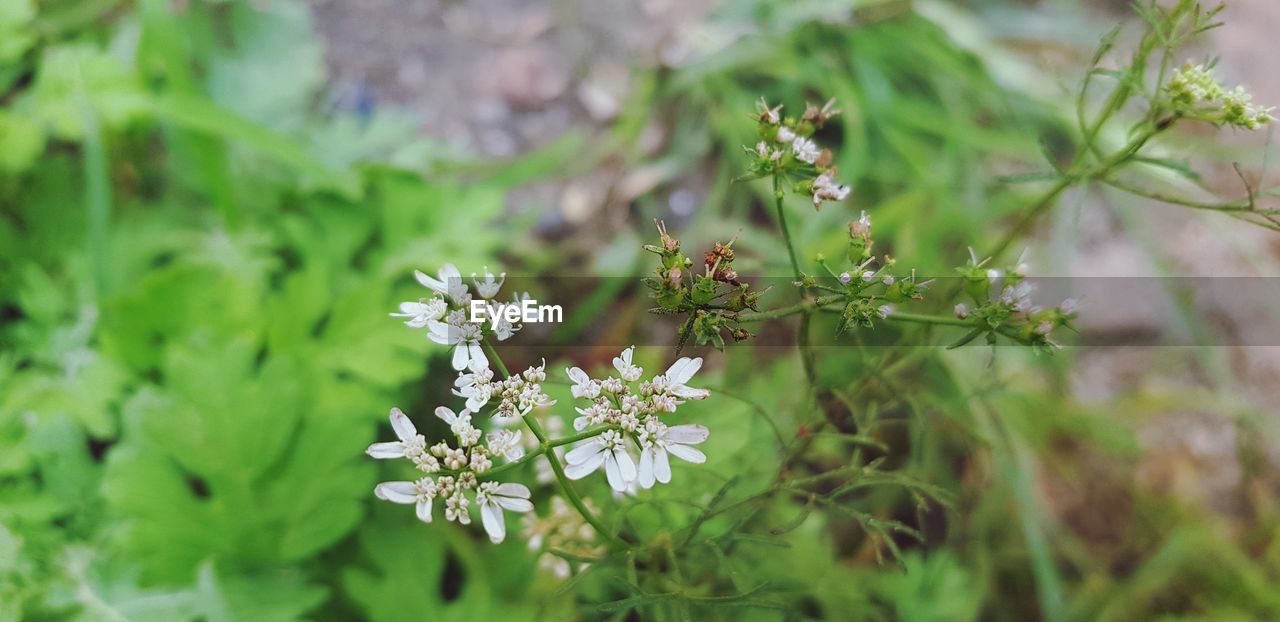 CLOSE-UP OF FLOWERING PLANT