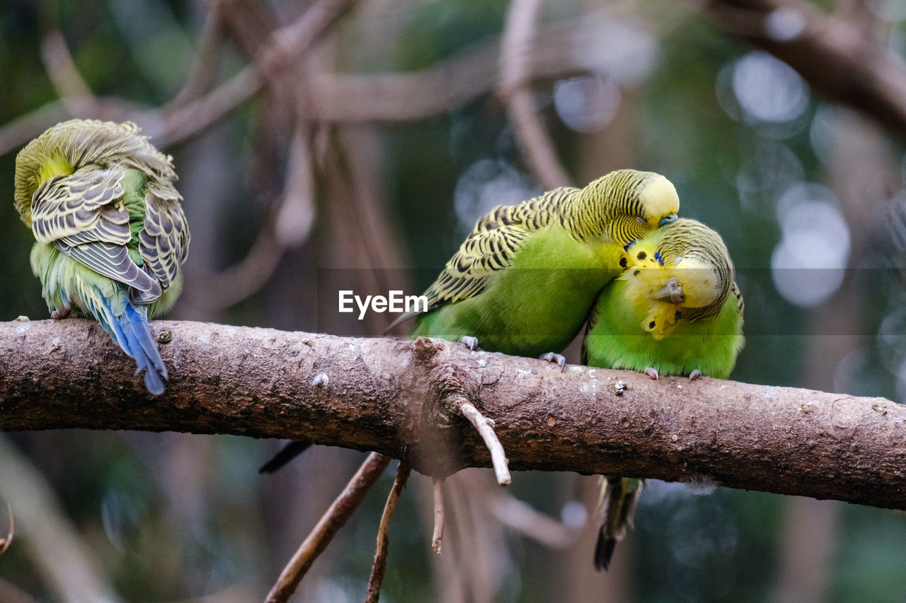 Low angle view of birds perching on branch