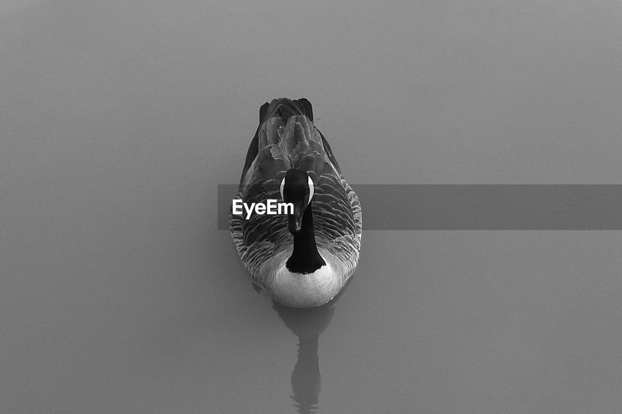 High angle view of canada goose swimming at lake