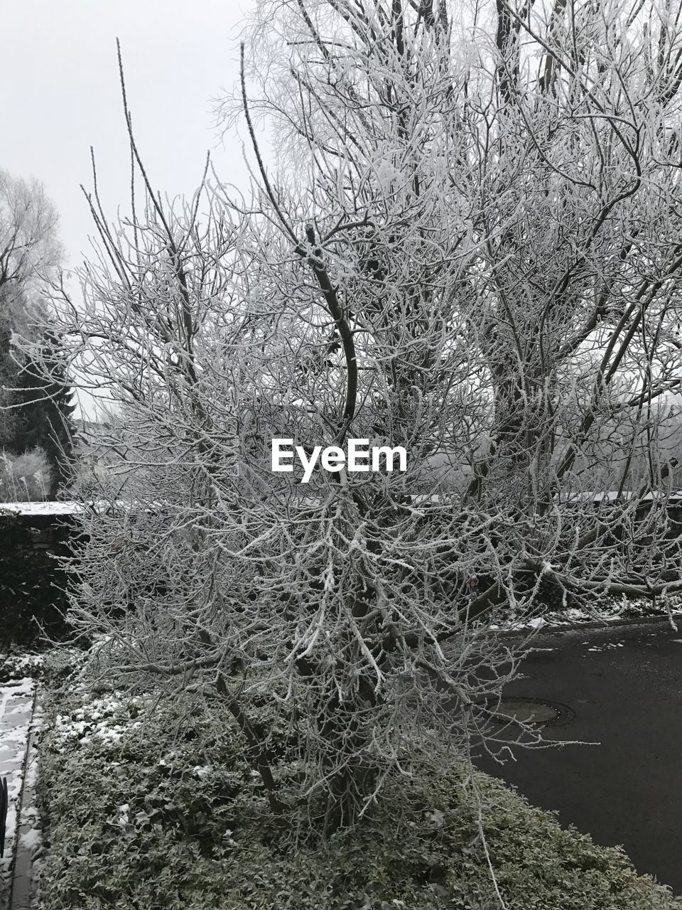 CLOSE-UP OF WET TREE BRANCHES AGAINST SKY