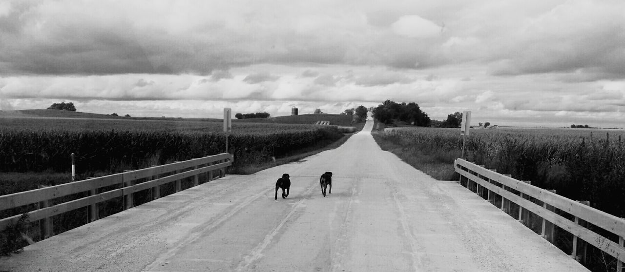 Dogs on road amidst field against cloudy sky