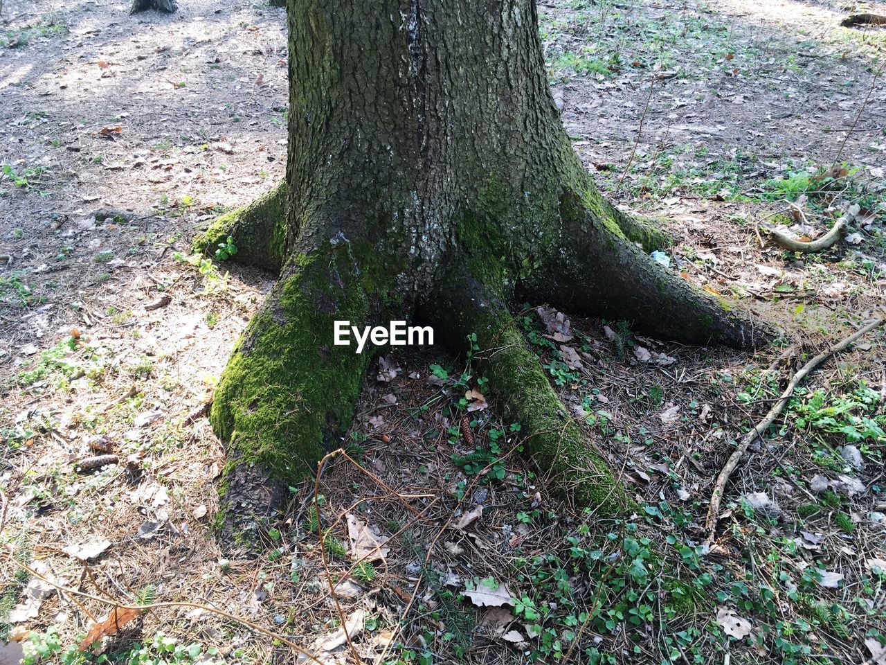 CLOSE-UP OF TREE