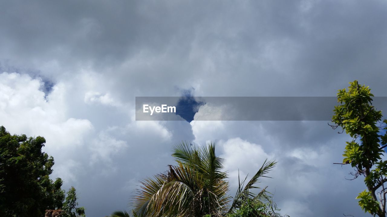 SILHOUETTE OF TREES AGAINST CLOUDY SKY