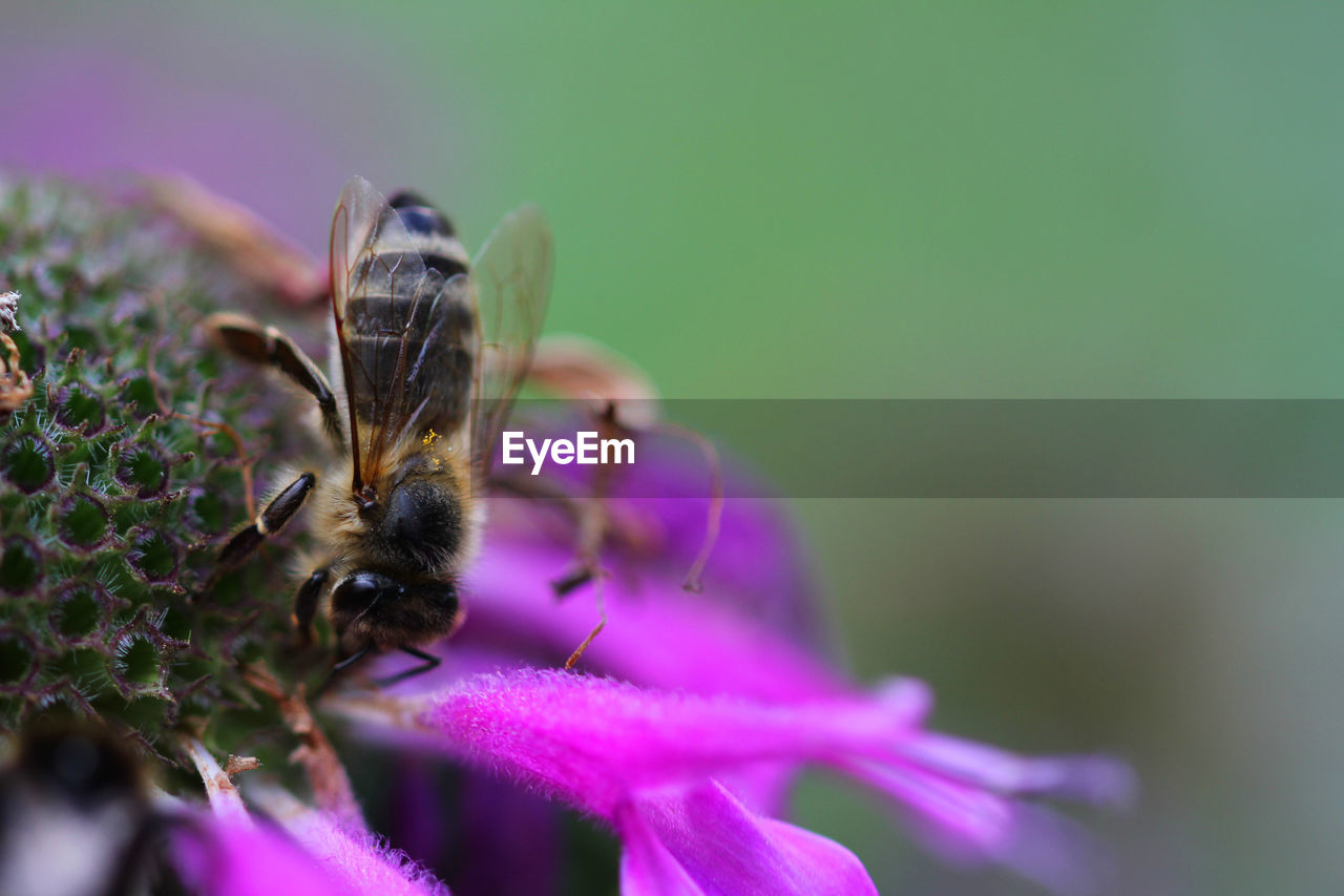 Honey bee on flower