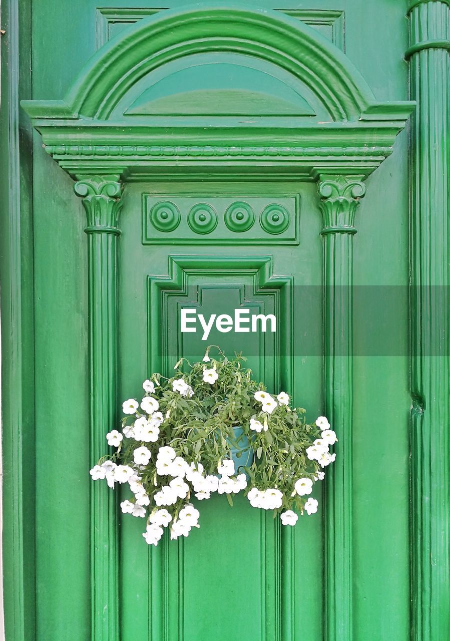 VIEW OF WHITE FLOWERS ON WOODEN DOOR