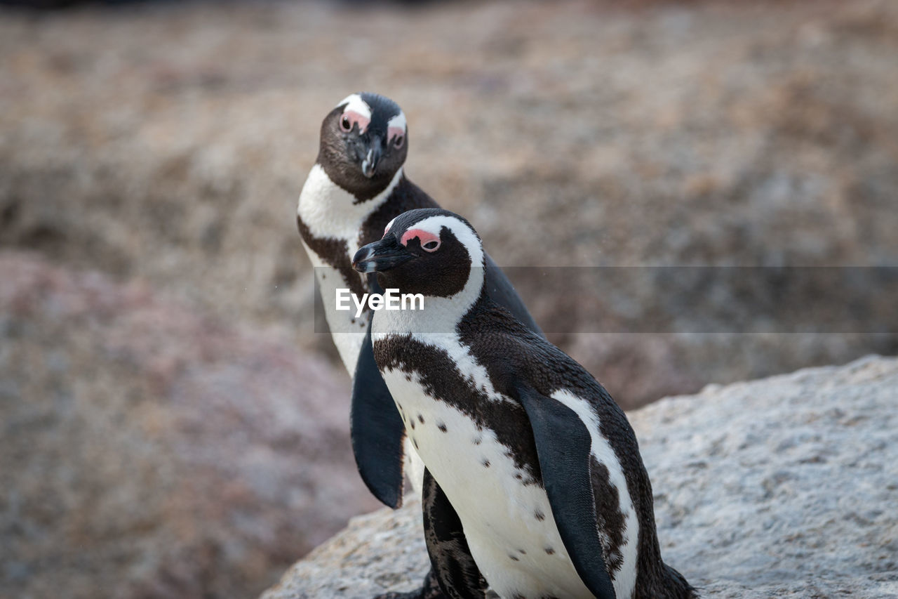 African penguins at seaforth beach colony in cape town, south africa