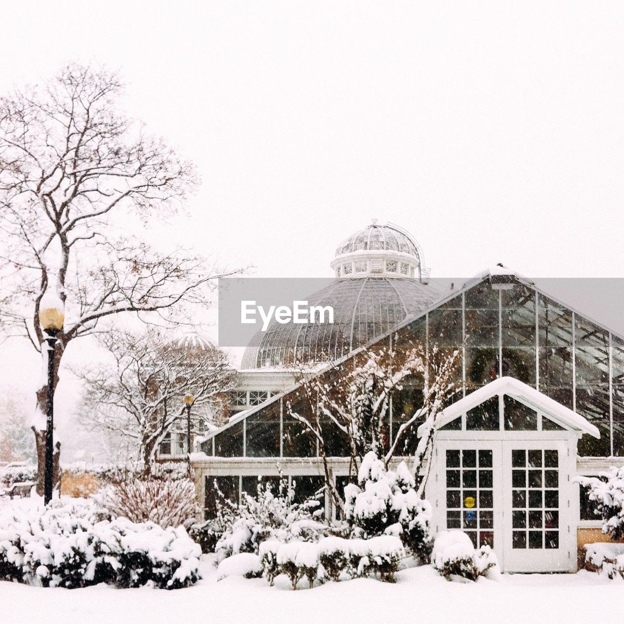 SNOW COVERED TREES ON SNOW COVERED LANDSCAPE