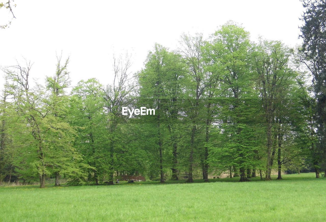 TREES AGAINST CLEAR SKY