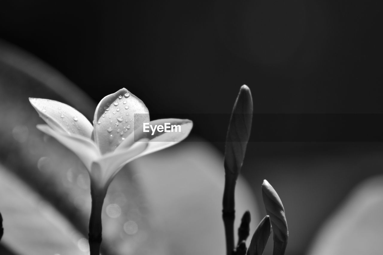 Close-up of white flowering plant