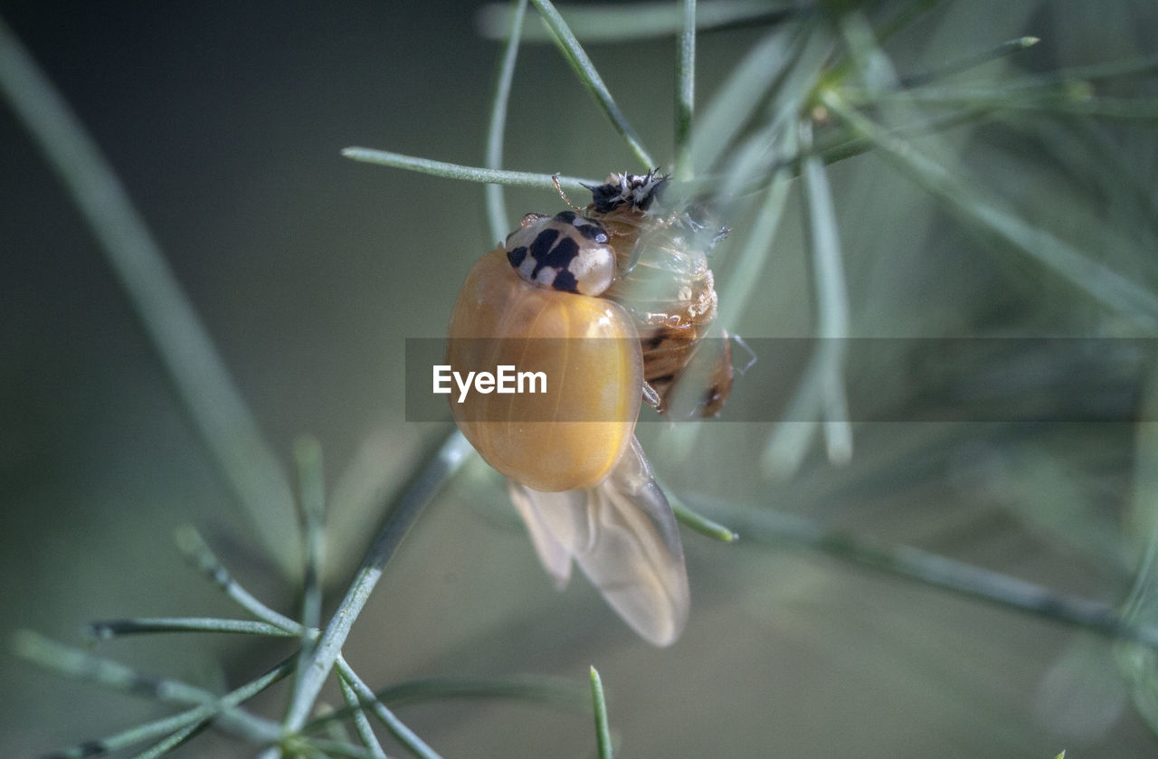 Close-up of insects mating on plant