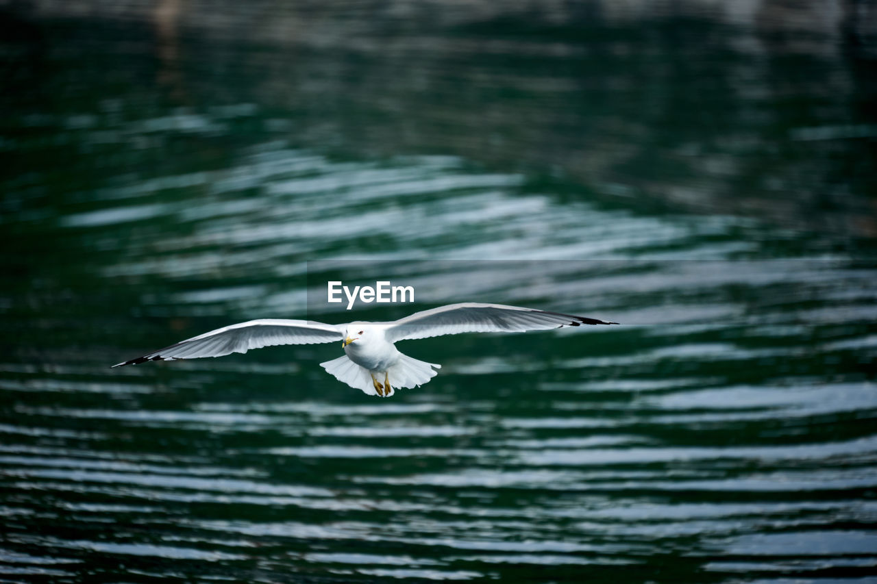 Close up of seagull flying over lake with blurred water background 