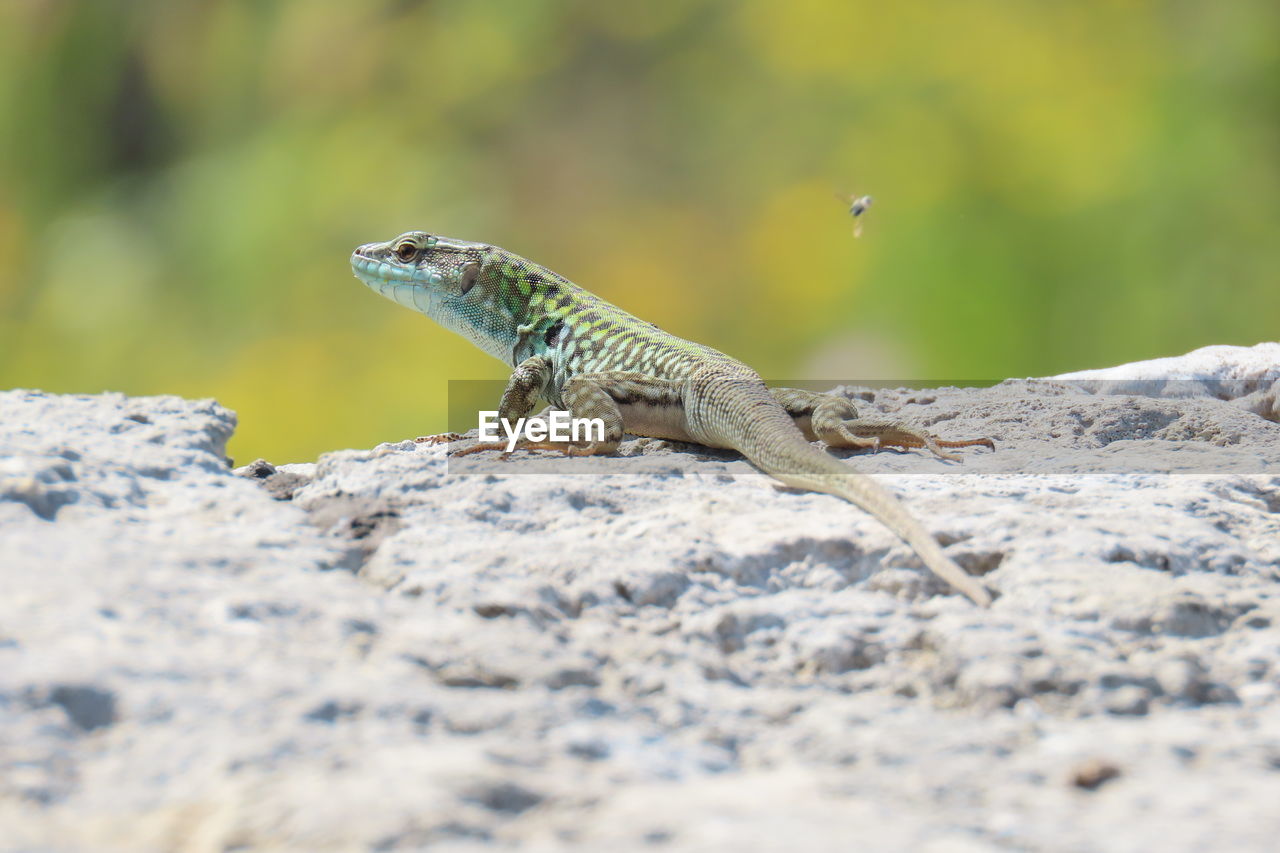 Close-up of lizard on rock