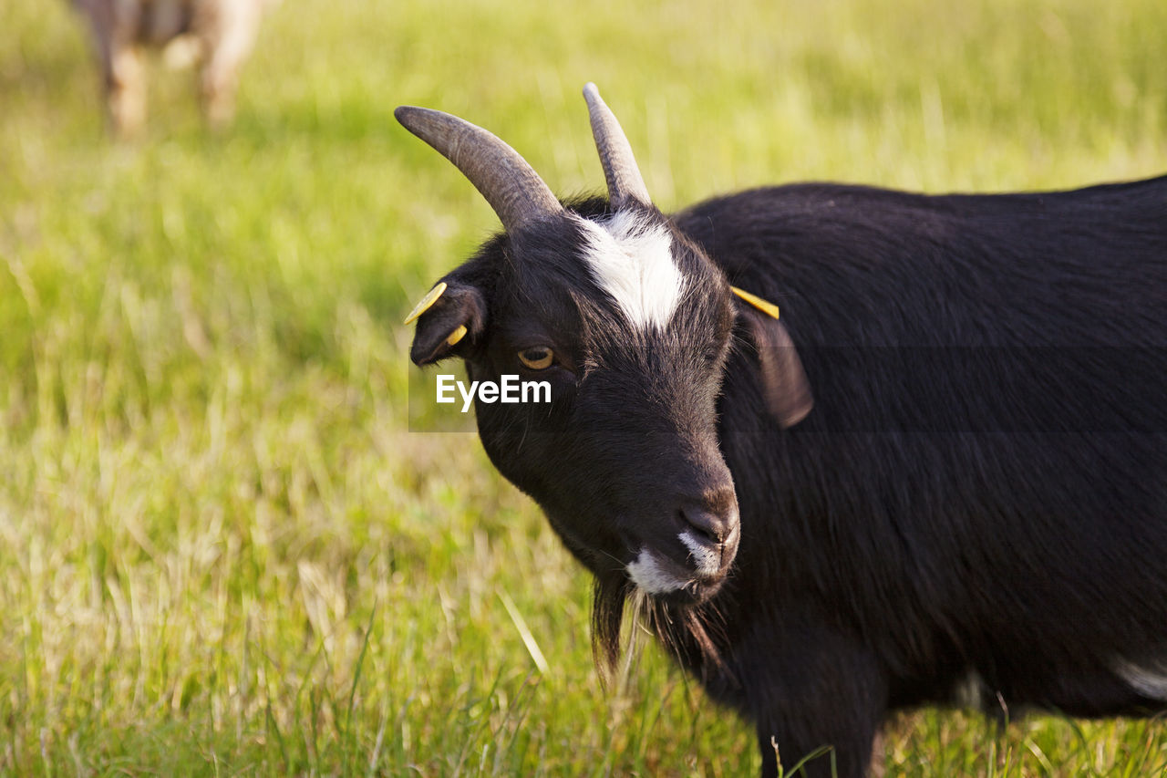 A black goat with yellow eyes