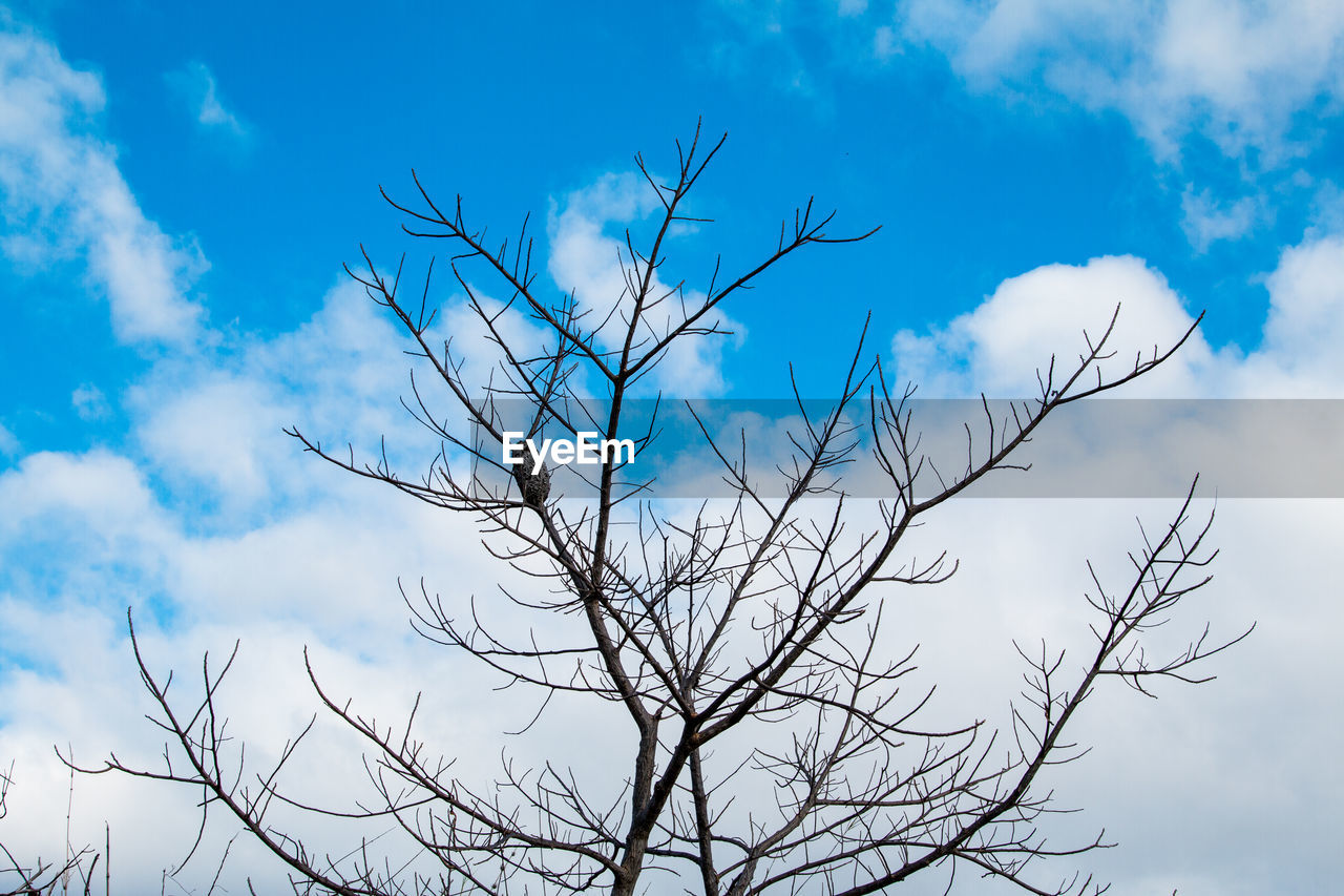 LOW ANGLE VIEW OF BARE TREE AGAINST CLOUDY SKY