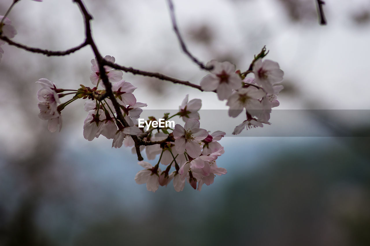 CLOSE-UP OF PINK CHERRY BLOSSOMS IN SPRING