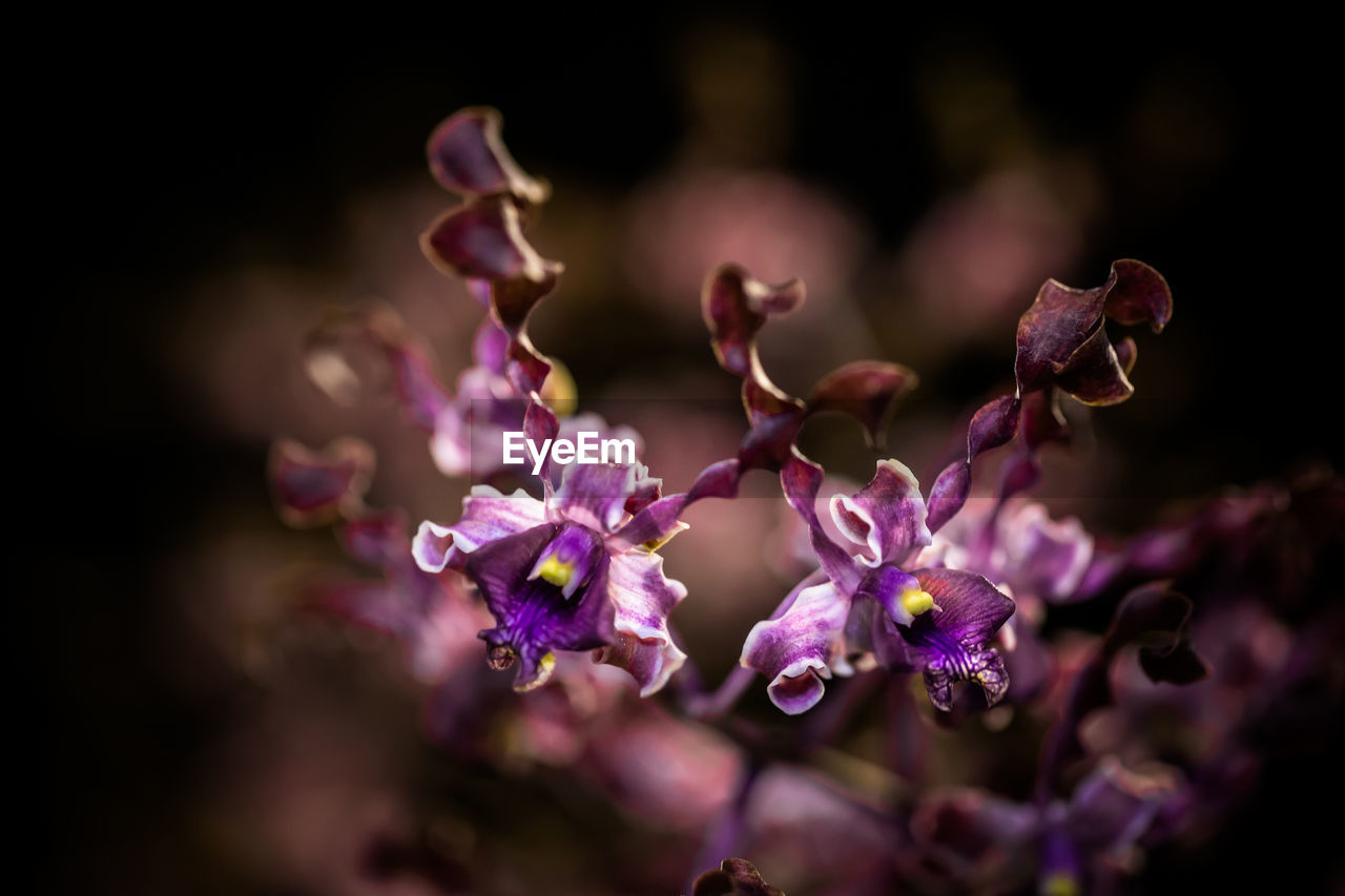 Close-up of pink flowers