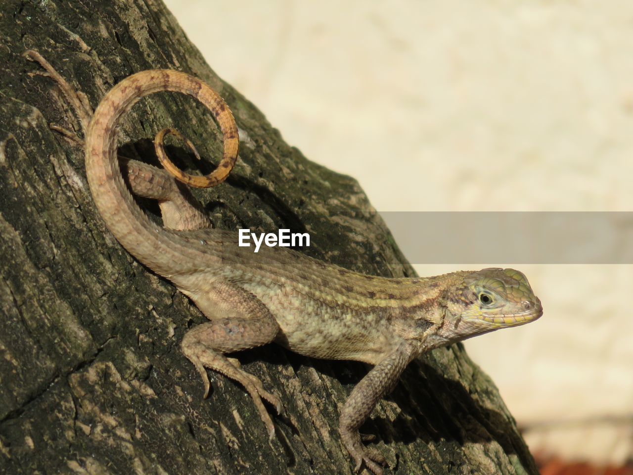 CLOSE-UP OF A REPTILE ON ROCK