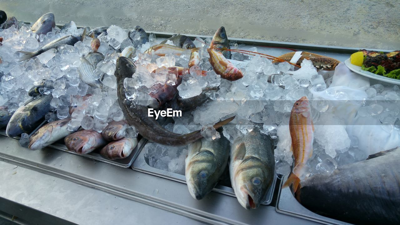 High angle view of fish in crushed ice