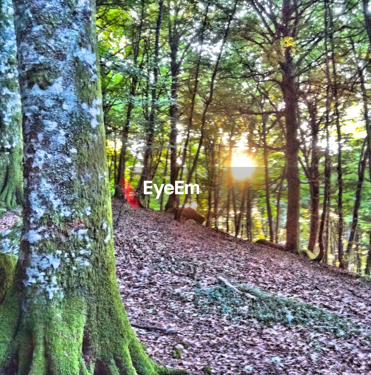 VIEW OF TREES IN FOREST