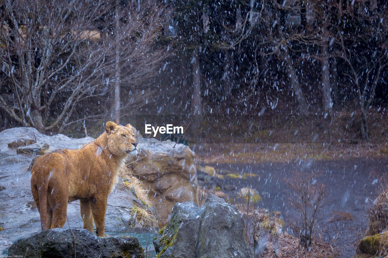 Lion on rock during snow fall