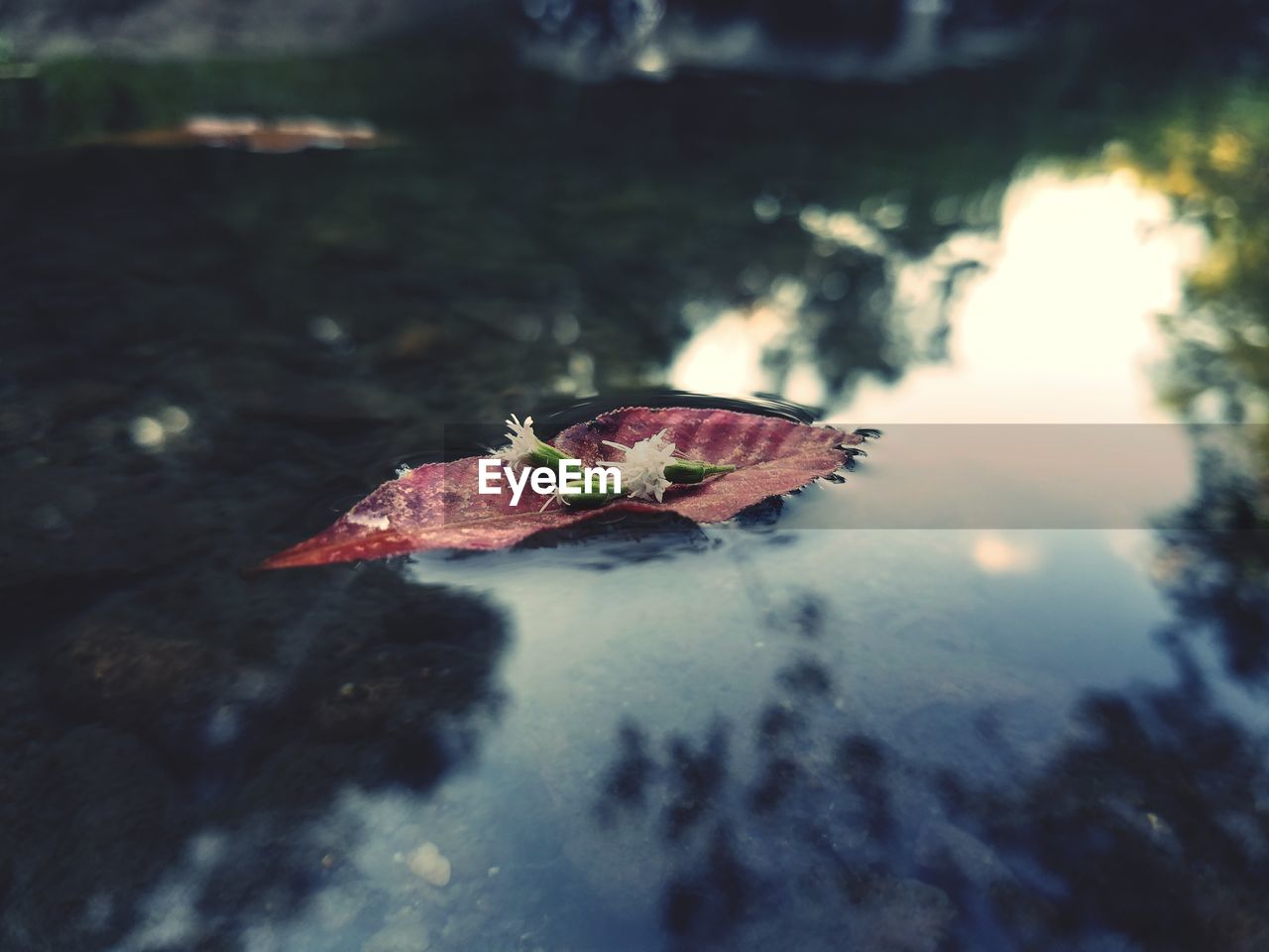 High angle view of leaf with white flowers floating on water