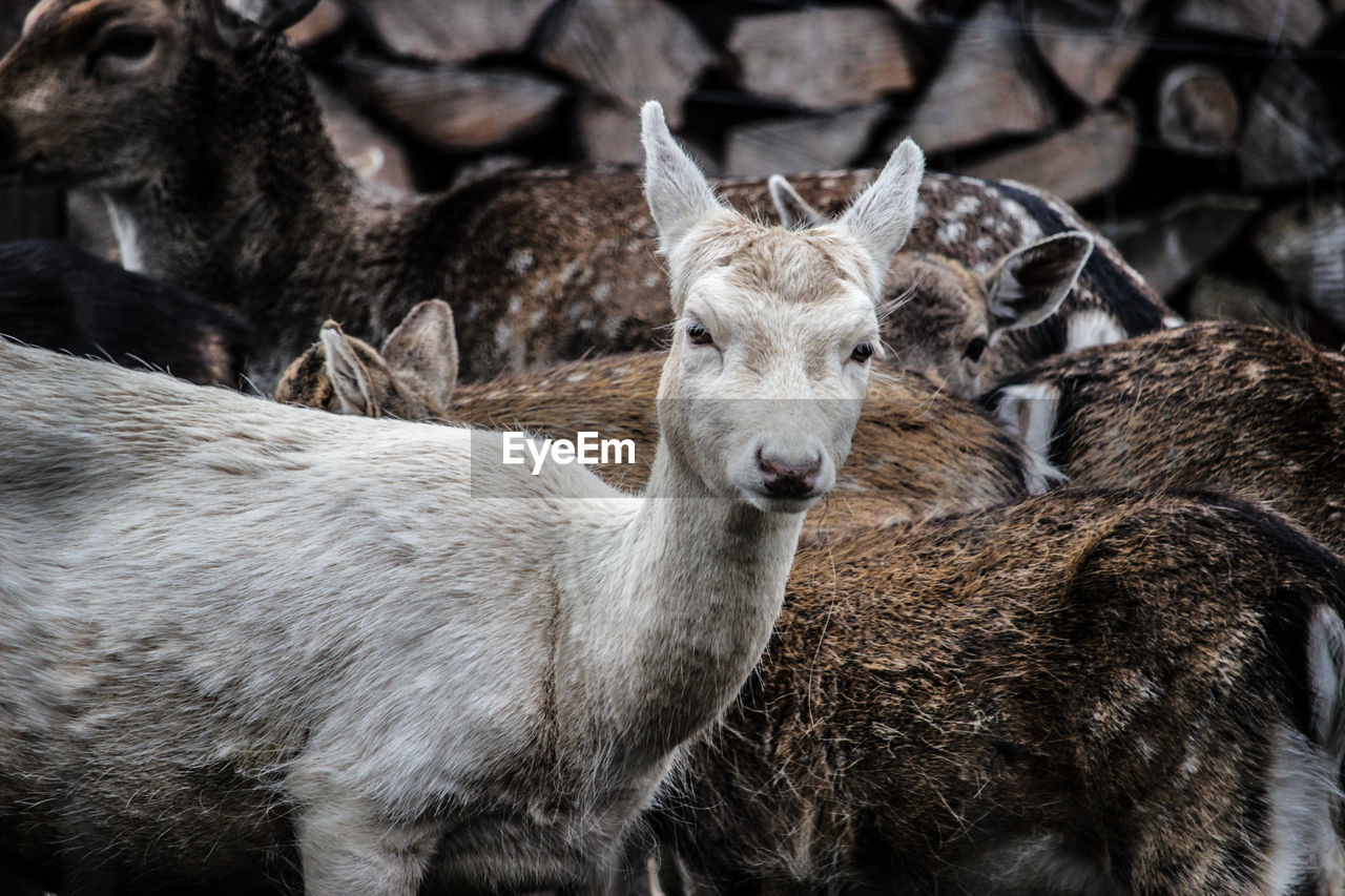 Deer at zoo