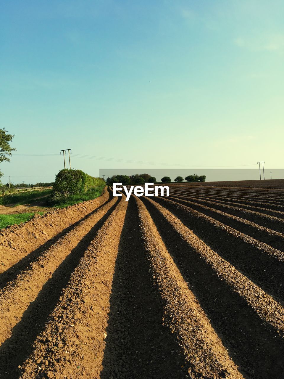 Scenic view of agricultural field against clear sky