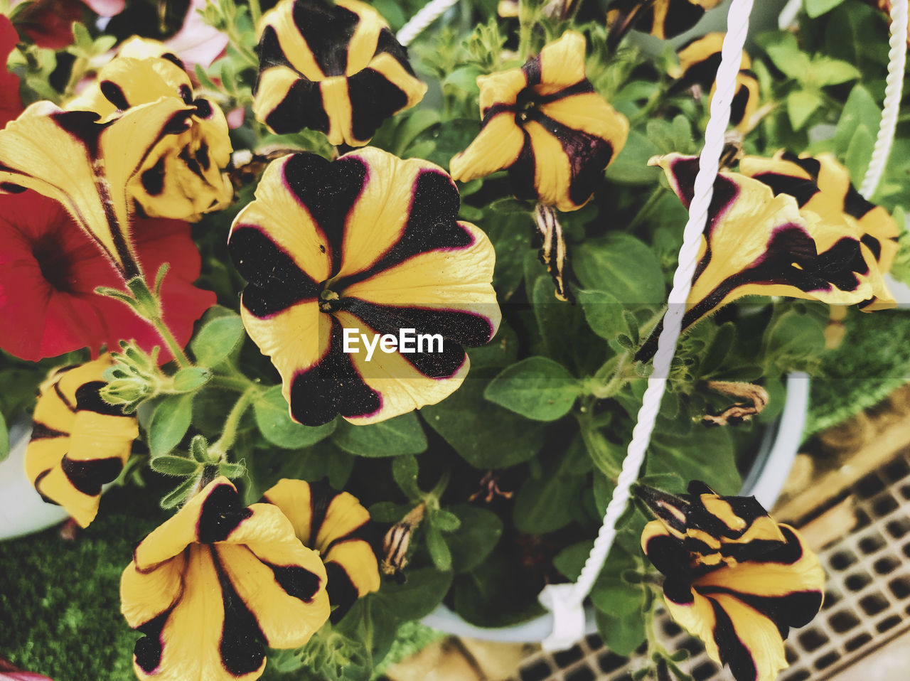 CLOSE-UP OF YELLOW FLOWERING PLANT IN BLOOM