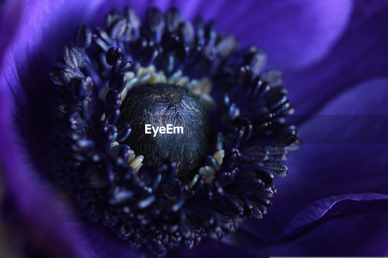 close-up of purple flower