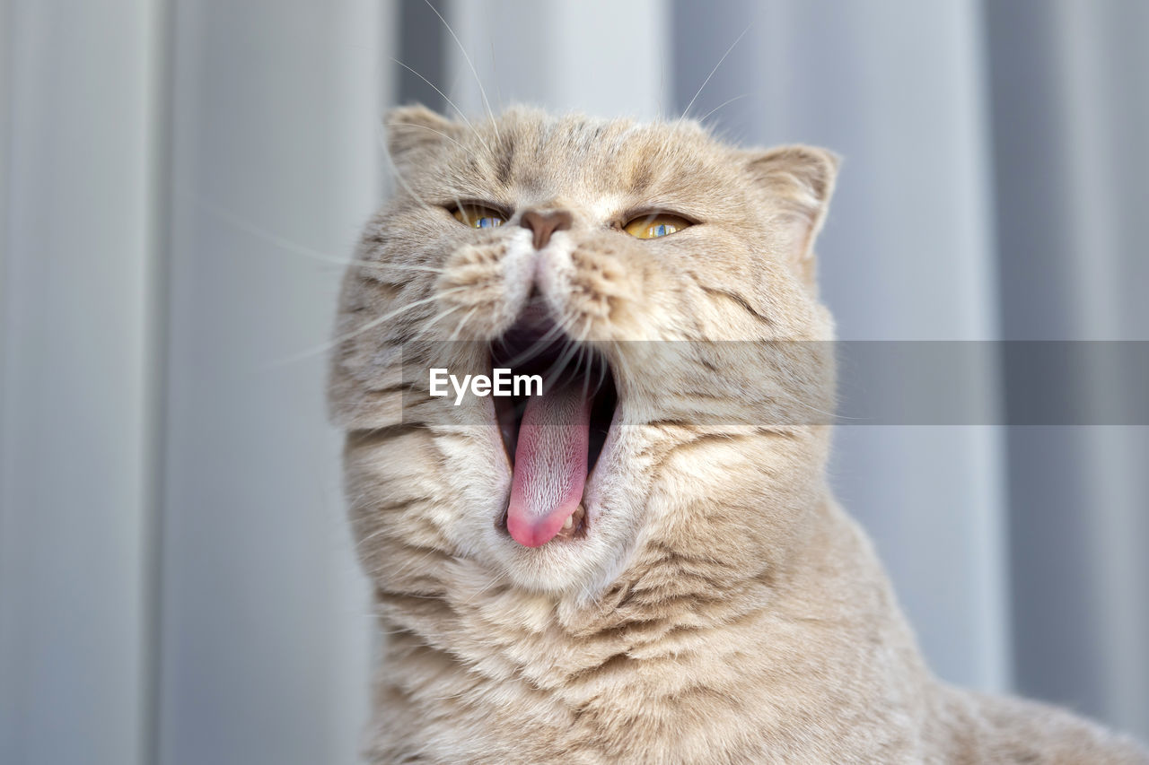 Cute scottish fold young female cat yawning at home