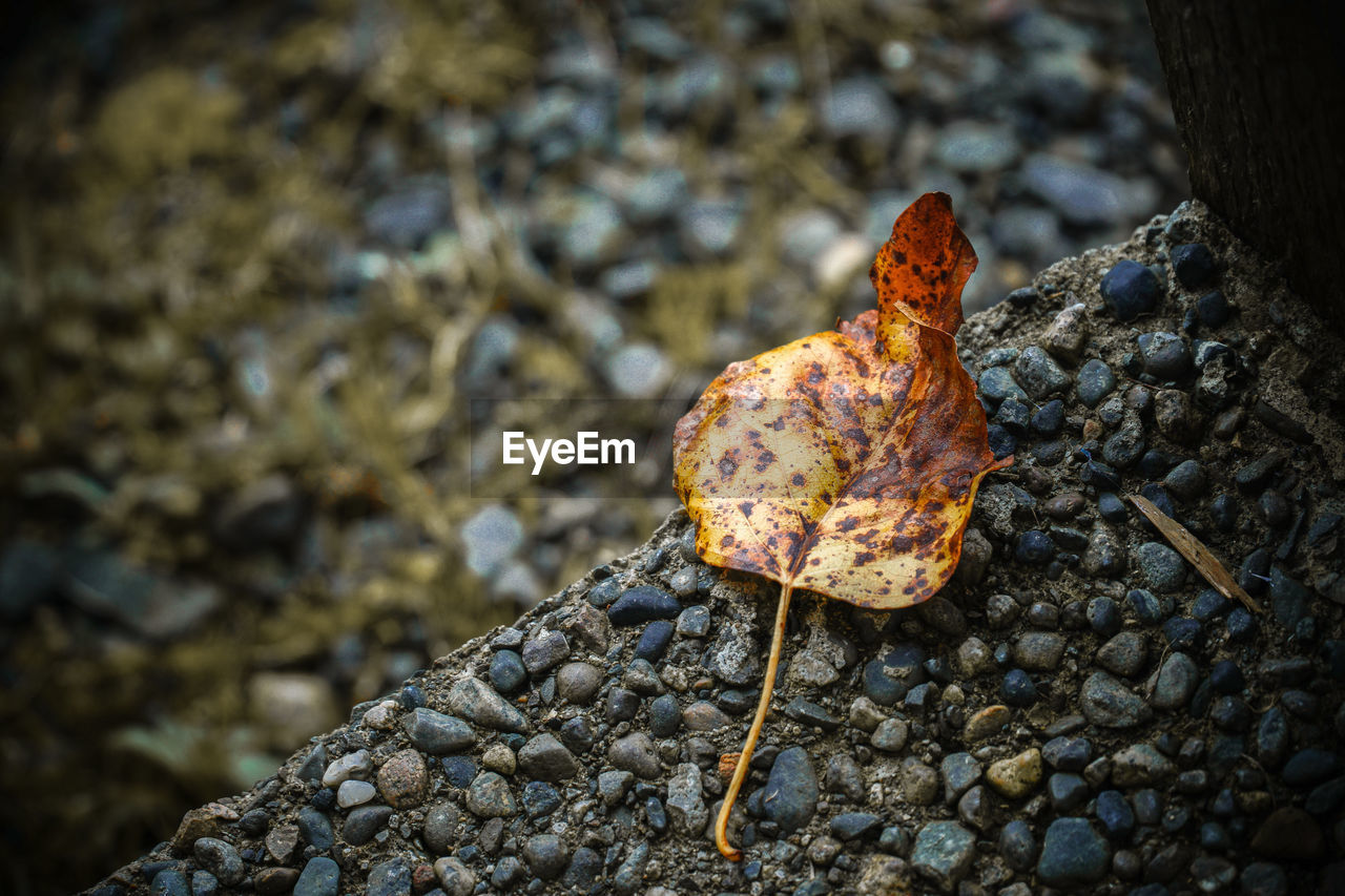 CLOSE-UP OF LEAF ON ROCK