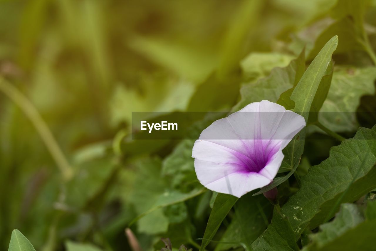 CLOSE-UP OF PURPLE FLOWER AGAINST PLANTS