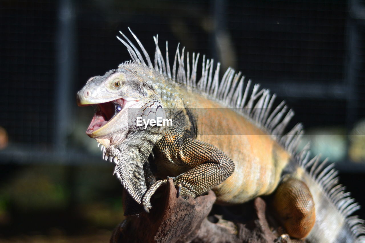 Close-up of iguana