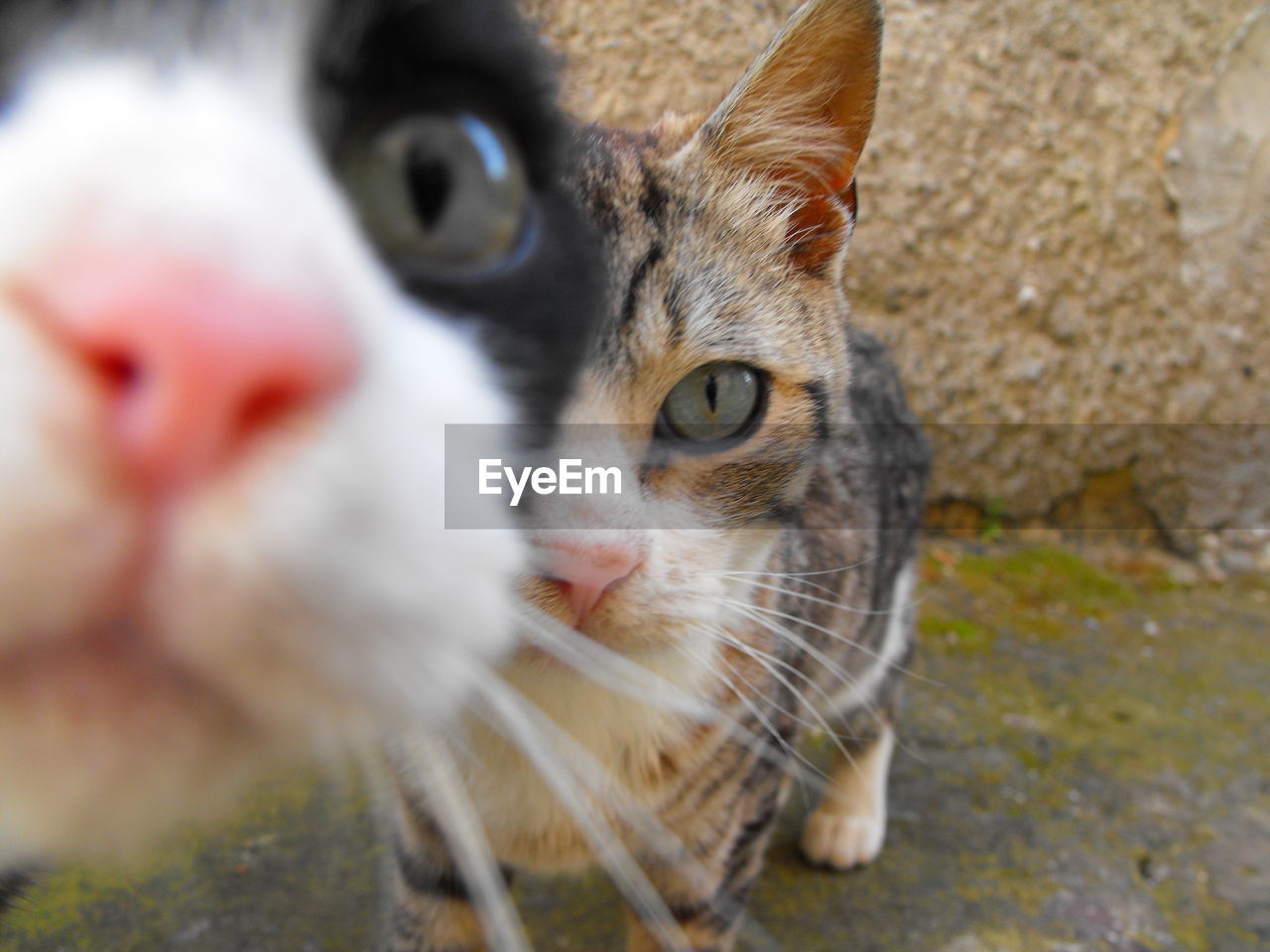 Close-up portrait of cats