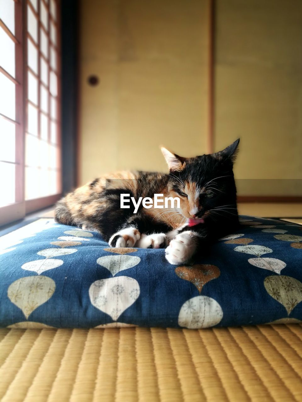 CLOSE-UP OF CAT SLEEPING ON BED