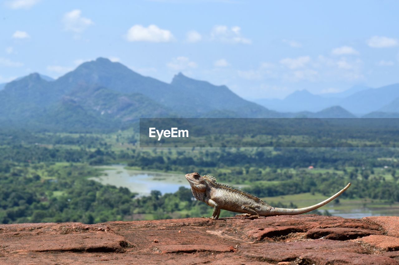 Lizard on a mountain