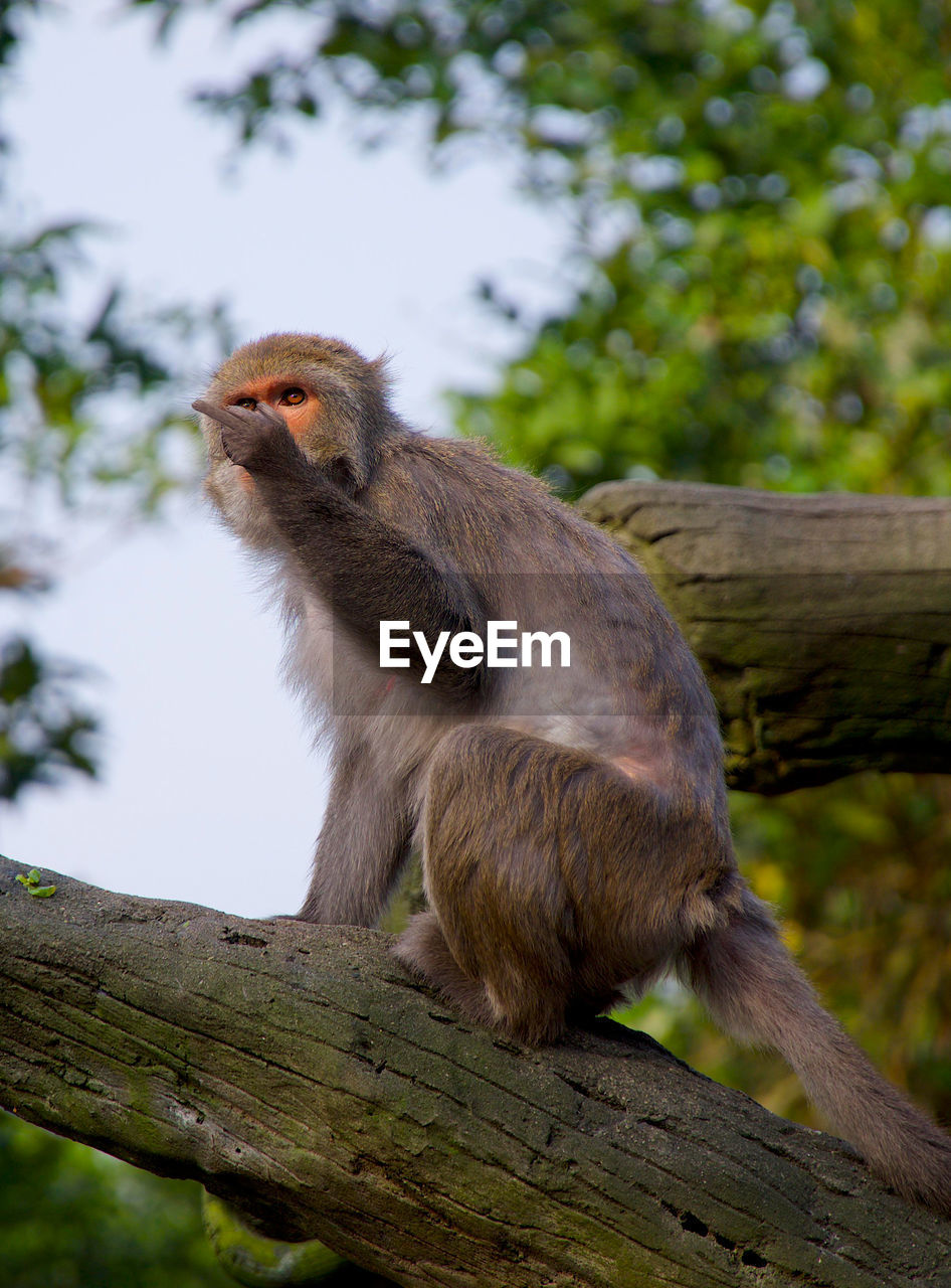 Low angle view of monkey pointing while sitting on branch in forest