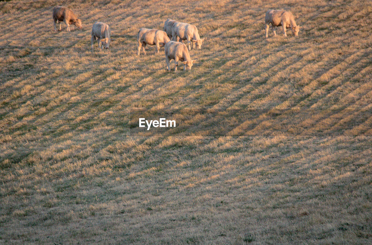 View of cows on field