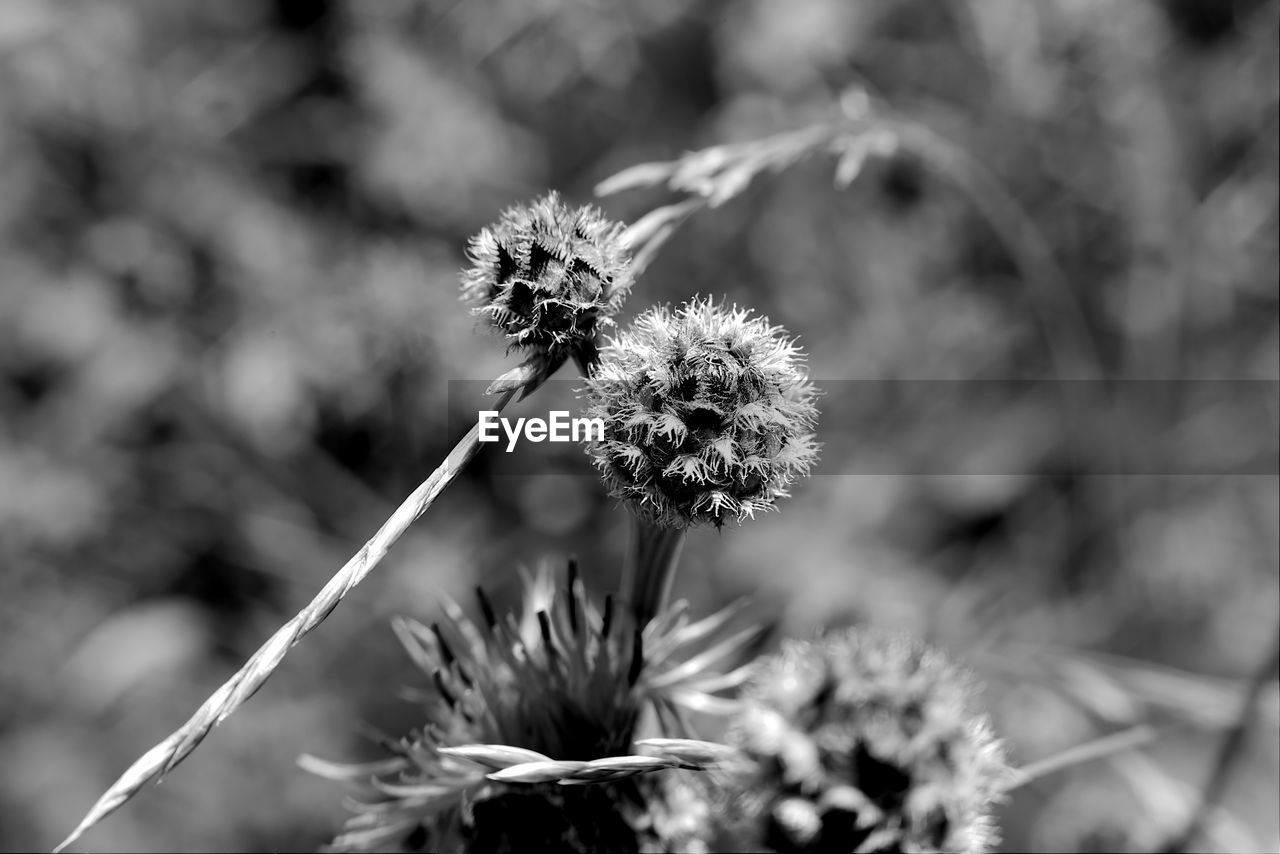 Close-up of wilted dandelion flower on field