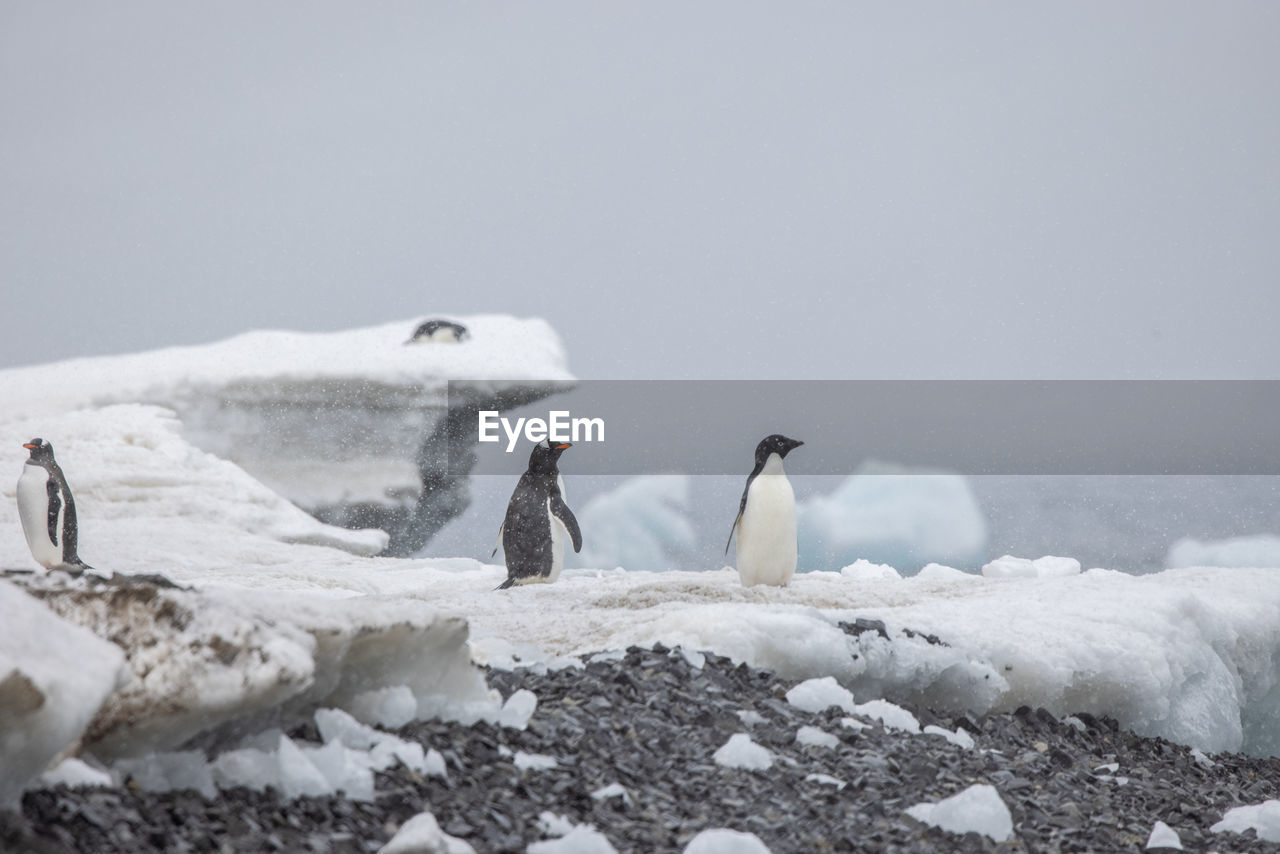 Icy coastline with lot of ice chunks, snow and gentoo penguins