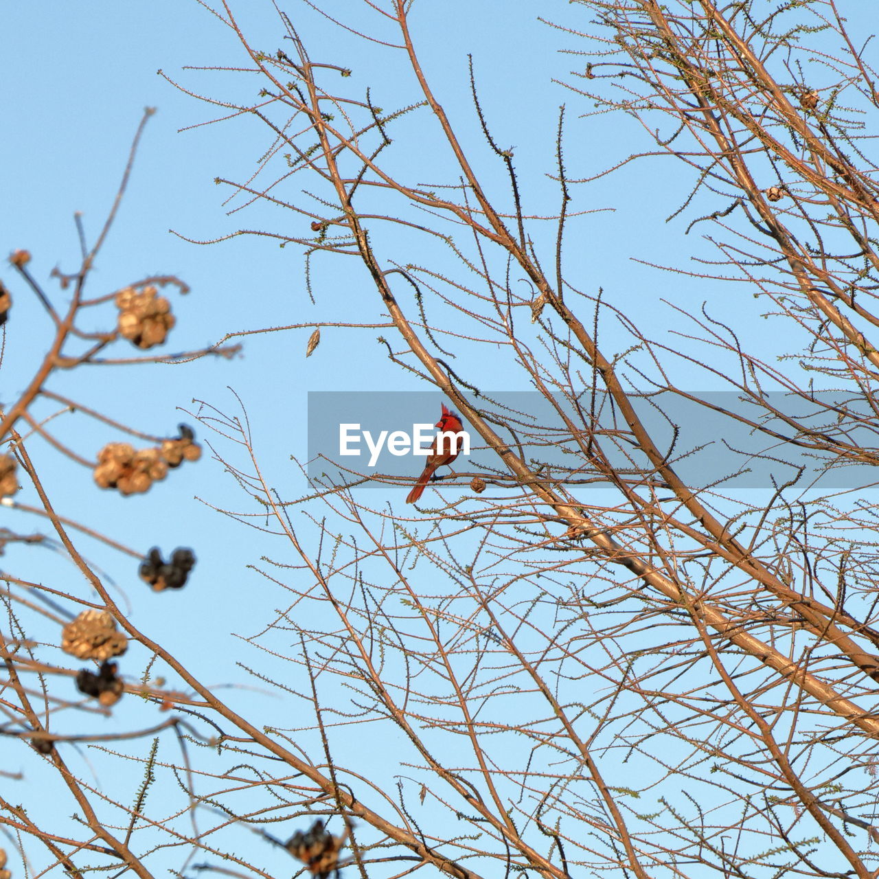 LOW ANGLE VIEW OF BARE TREE AGAINST CLEAR SKY