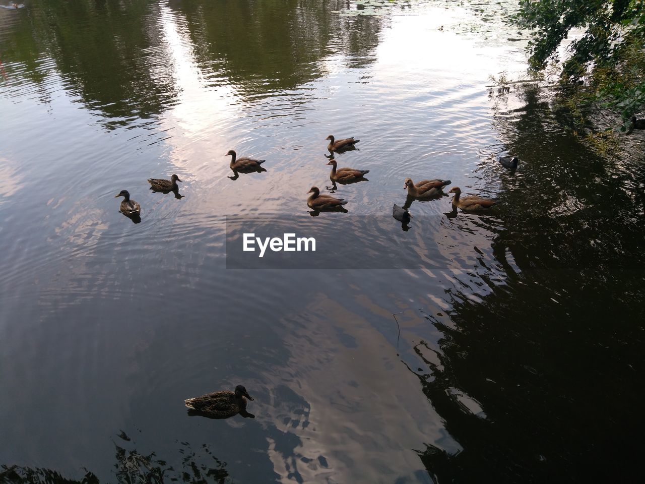 HIGH ANGLE VIEW OF BIRDS IN LAKE